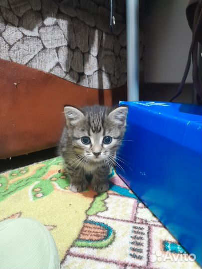 Пучеглазята