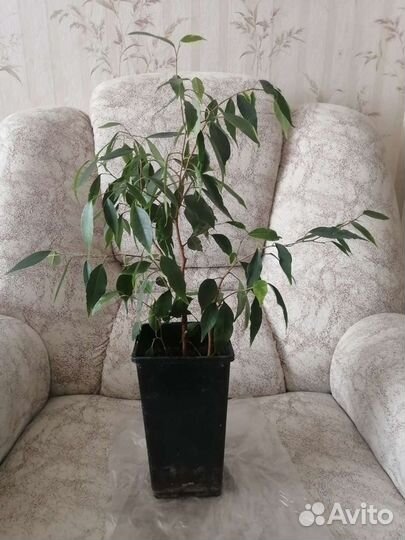Фикус Бенджамина