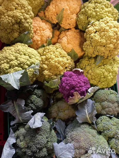 Брокколи. Цветная капуста. Фасоль стручковая