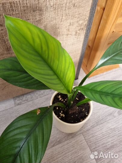 Спатифиллум сенсация