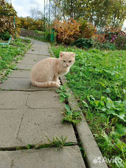 Котëнок