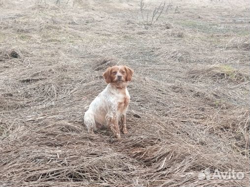 Взрослые сука и кобель породы бретонский эпаньоль