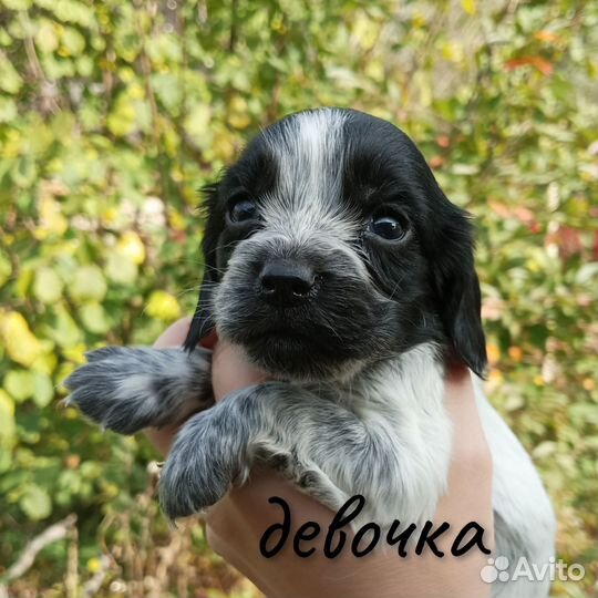 Щенки русского спаниеля