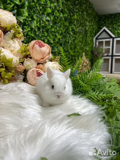 Мини кролики царские