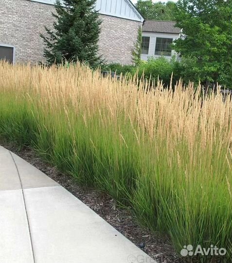 Вейник остроцветковый Карл Форстер