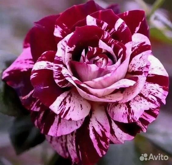 Саженцы роз растения на осень 2023г