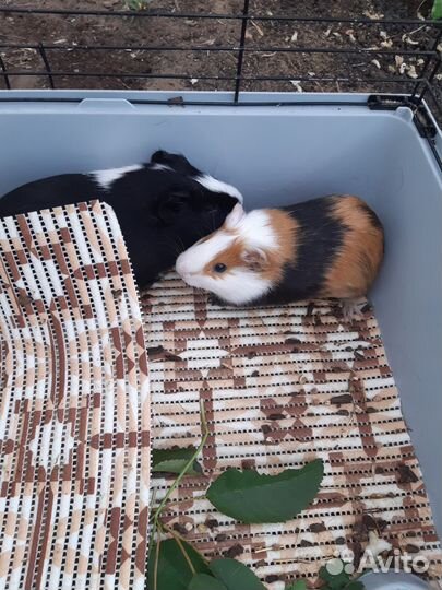 Морская свинка