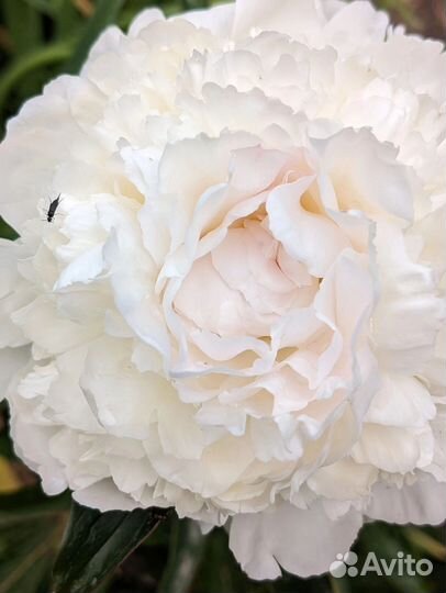 Пионы саженцы