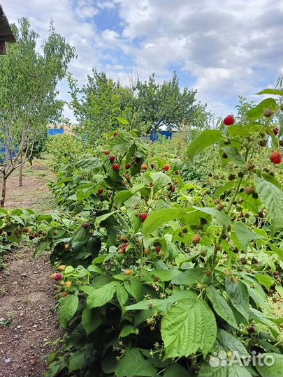 Вкусная малина самосбор