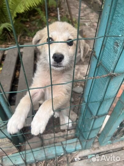 Собака в добрые руки отдам бесплатно