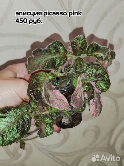 Эписция Picasso Pink