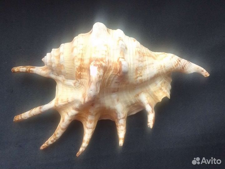 Ракушка морская большая