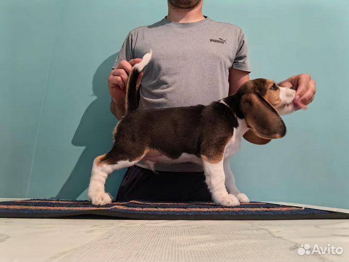 Щенки бигль