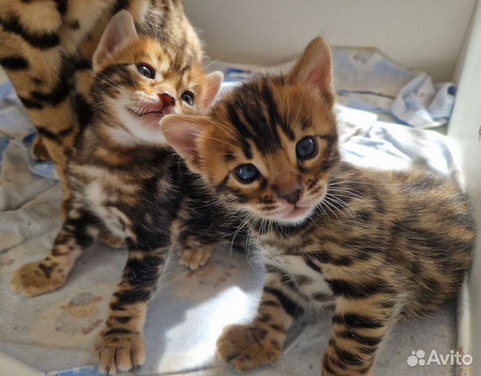 Бенгальские котята
