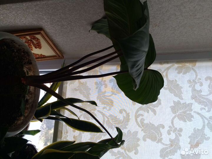 Сансевиерия цветёт и хамаломена