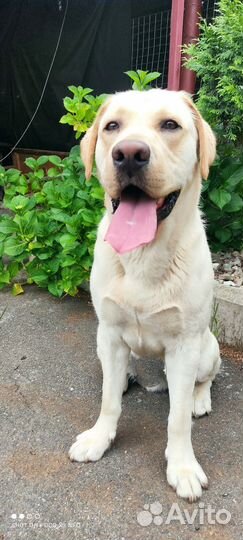 Кобель лабрадора вязка