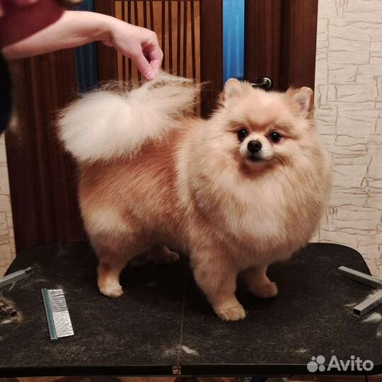 Стрижка собак и кошек