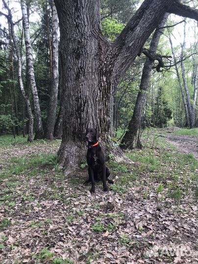 Курцхаар вязка