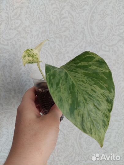 Сциндапсус, эпипремнум