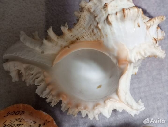 Ракушки морские, 12 см