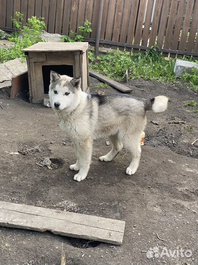 Хаски в добрые руки