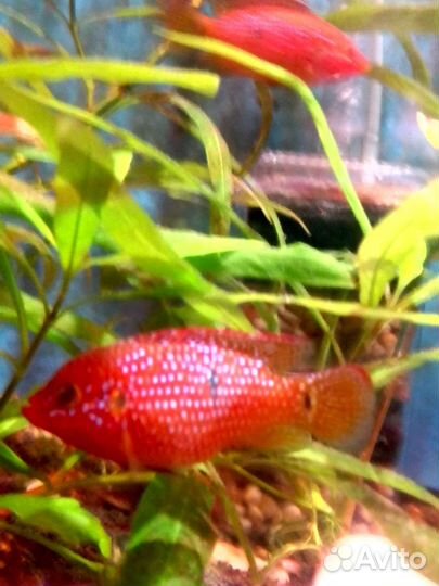 Аквариум и рыбки