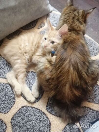 Котята курильский бобтейл