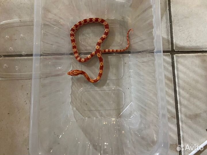 Маисовый полоз