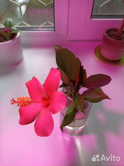 Гибискус китайская роза