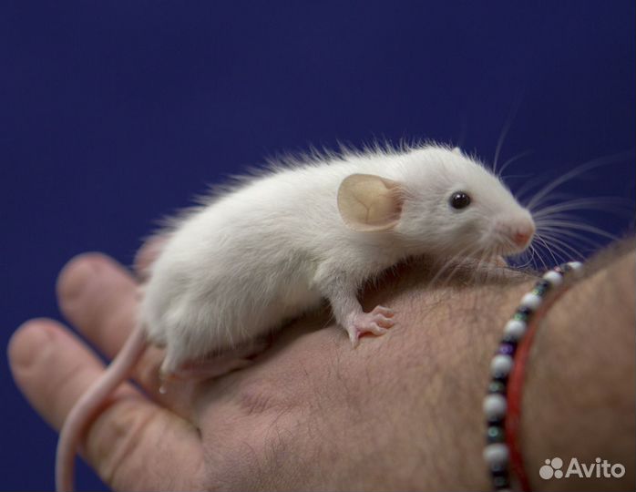 Дамбо крысы разных окрасов