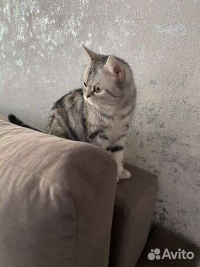 Шотландские мраморные котята