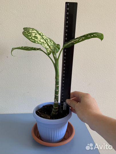 Диффенбахия