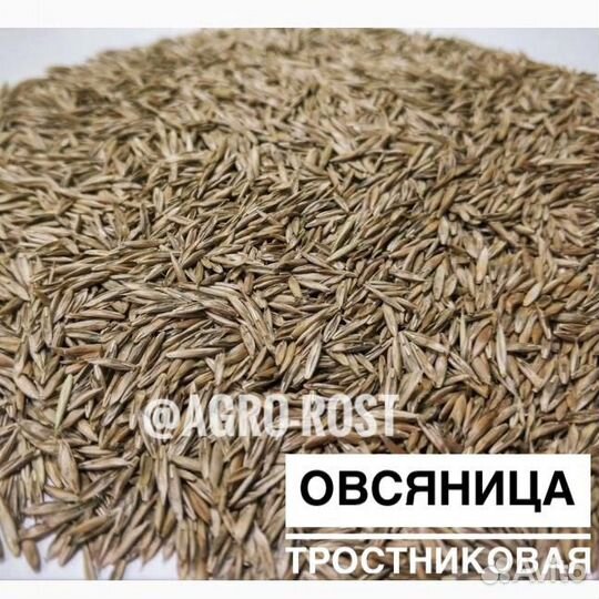 Овсяница луговая/красная/тростниковая