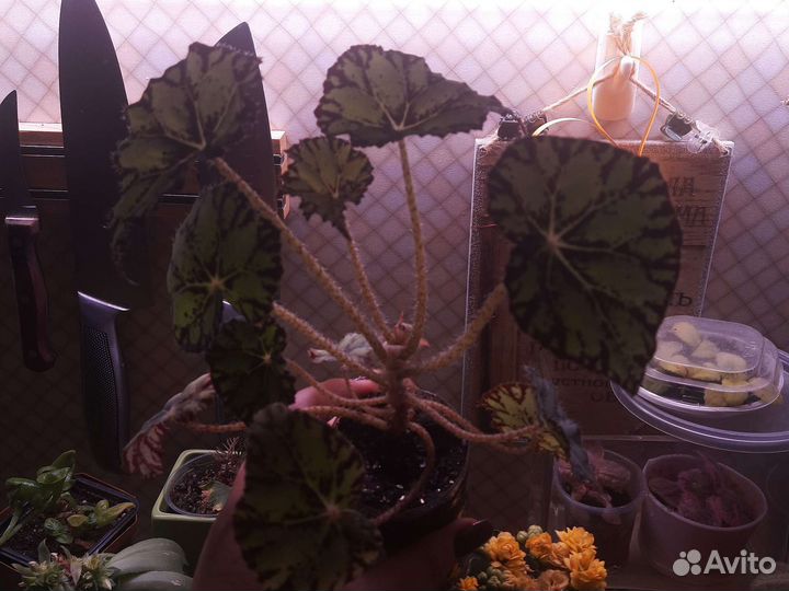 Бегония тигровая