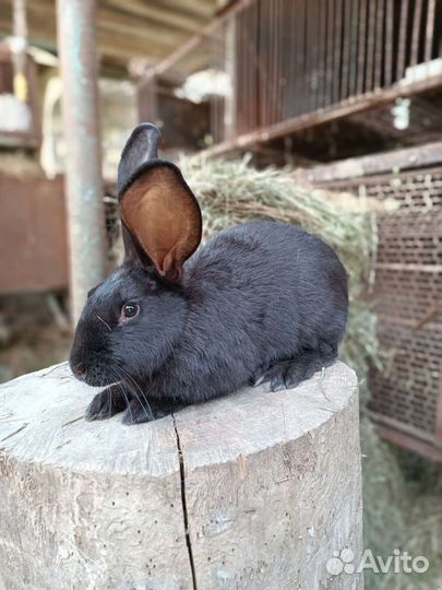 Кролики строкачи