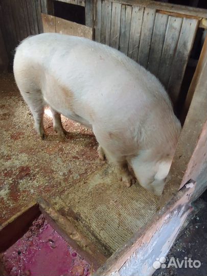 Хряк производитель