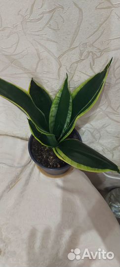 Сансевиерия 