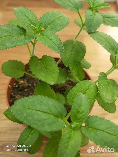 Мята сортовая