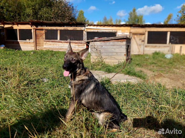 Метис малышка