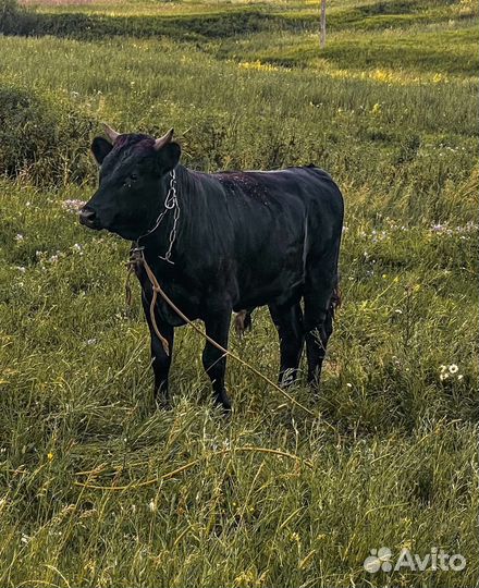 Бычки и телки