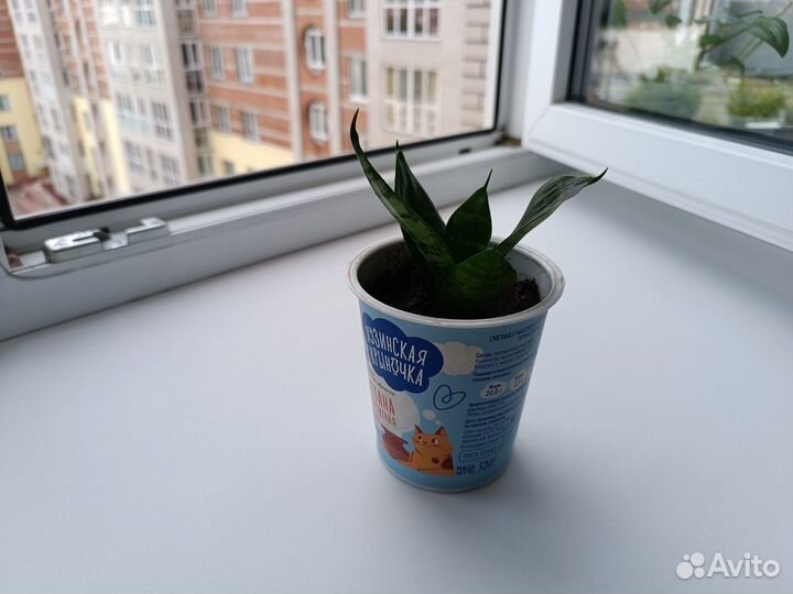 Сансевиерия (комнатное растение)