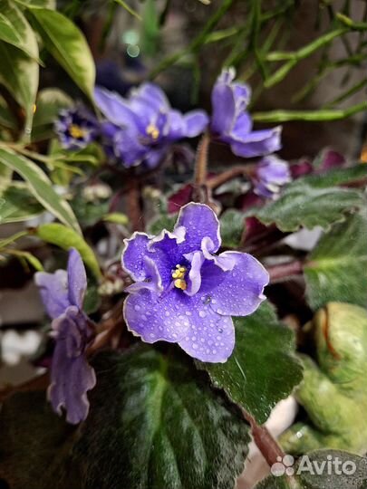 Фиалка взрослая и листочки