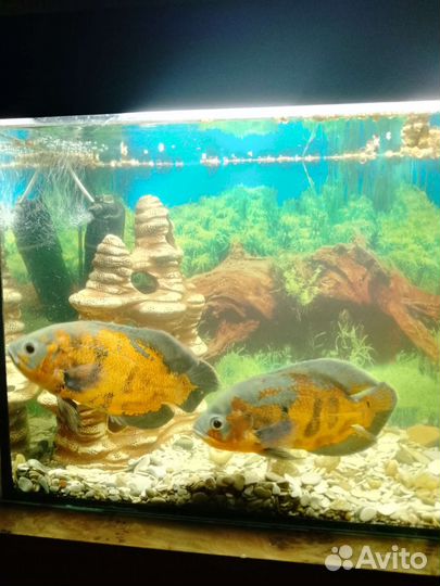 Аквариум