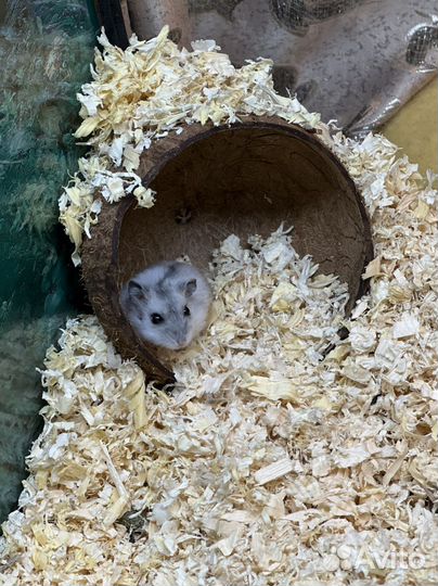 Джунгарский хомяк