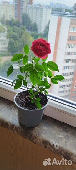 Комнатные кустовые розы в горшке