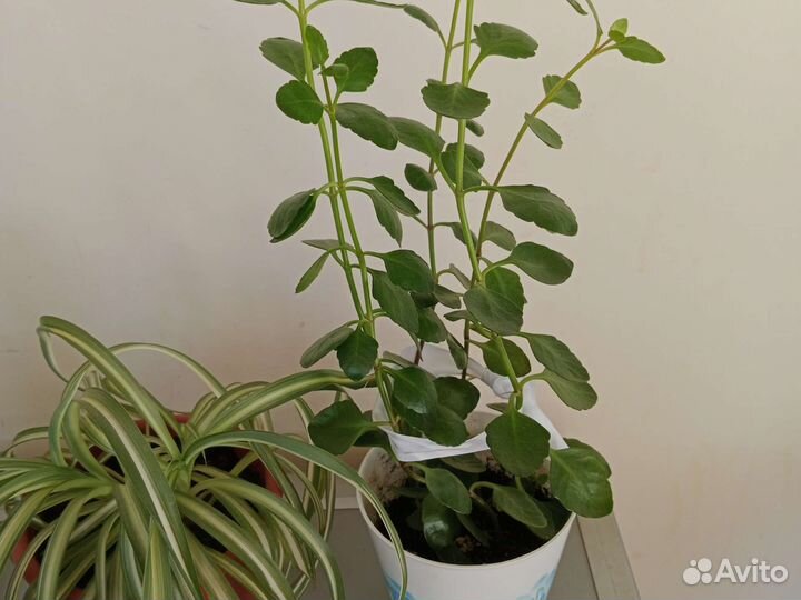 Комнатные цветы