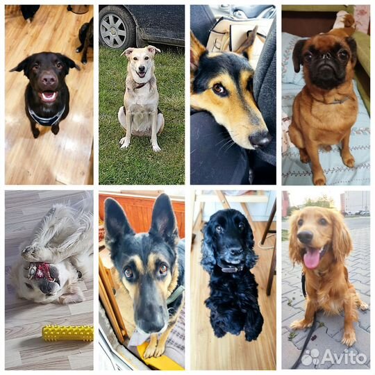 Передержка животных на время отпуска