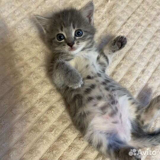 Отдам котёнка (девочка) в хорошие руки