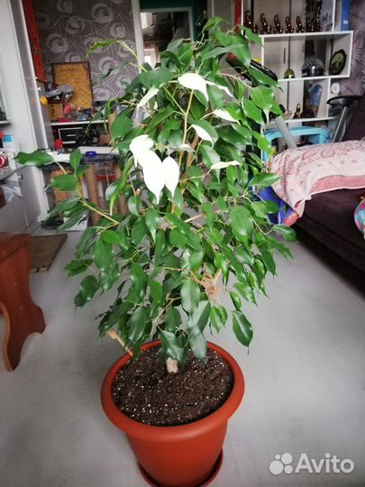 Фикус бенджамина большой