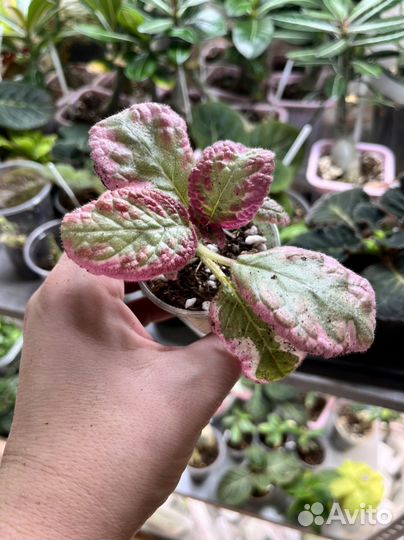 Эписция акварельная